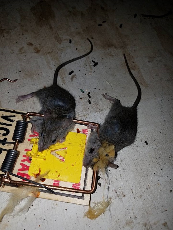 mouse caught in trap