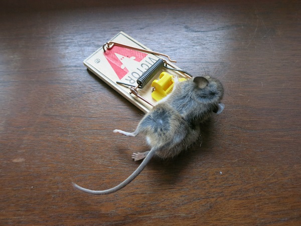 easy trap mouse trap