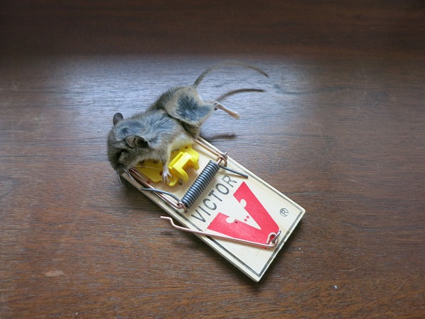 trap a mouse