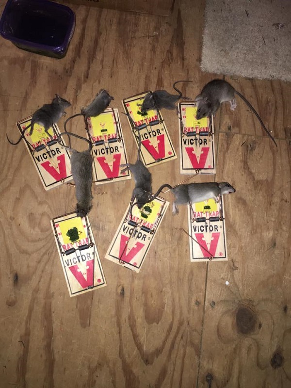 humane mouse traps that work