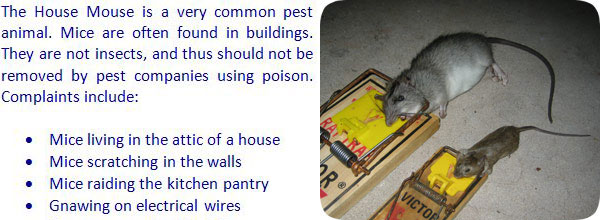 how to get rid of mice and rats in attic