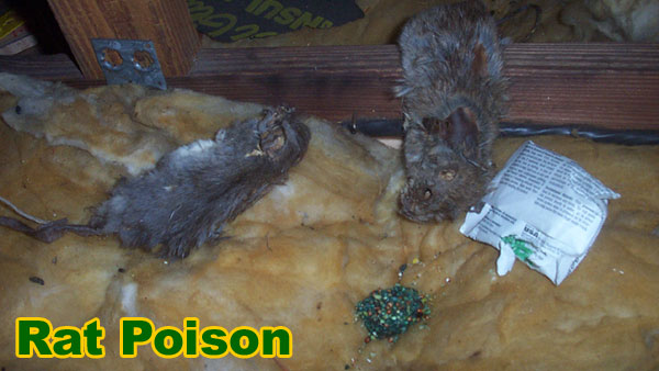 How to Kill Mice - Does Poison Work?