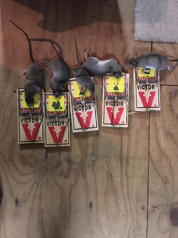 types of mouse traps